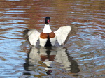 FZ035321 Duck flapping its wings.jpg